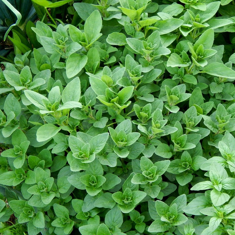 El Guardián de la Naturaleza: Aceite de Soporte Inmunológico